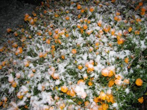 marigold_snow