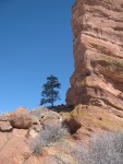 red_rocks_tree