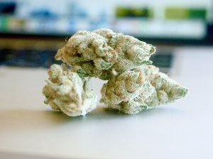 marijuana_buds