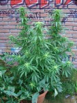 marijuana_plant